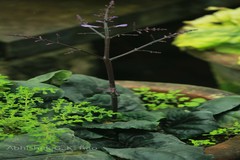 Gymnostachyum polyanthum